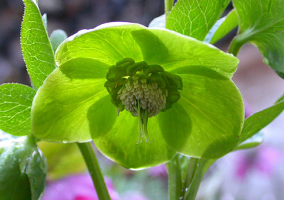 Helleborus_Tantum_Verde___25.3.09.jpg