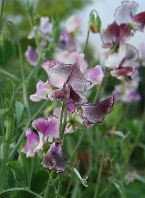 himbeer-gesprenkelte_Wicke_Hangbeet2_klein.jpg