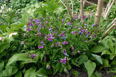 Fruhlingsplatterbse0107a.jpg