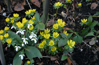 Fruhling0308a.jpg