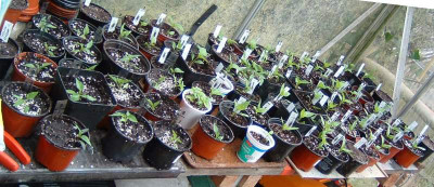 chilifarm2005.jpg