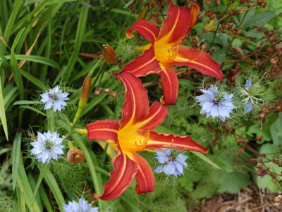 Hemerocallis_Autumn_Red_0010__55231.jpg