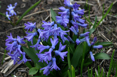 Fruhling1708a.jpg