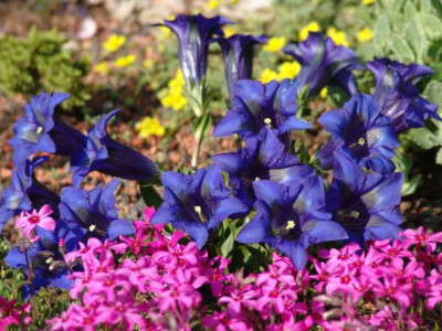 Alpinum.jpg