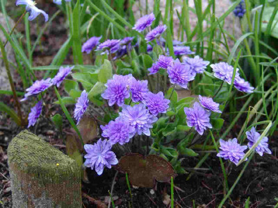 Hepatica_Kirvinsberg.jpg