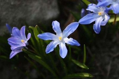 Chionodoxa-III.jpg