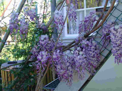 Glycine_April.jpg