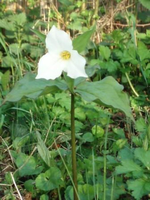 Garten_April_025.jpg