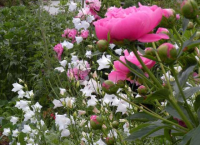 Gartenbild_im_Mai.JPG