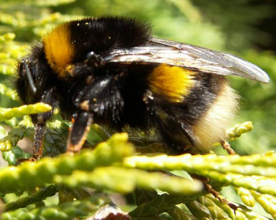 Bombus_terrestris_-_Erdhummel_koenigin_03.jpg