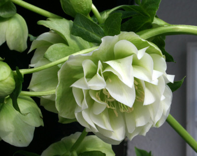 Helleborus0409a.jpg