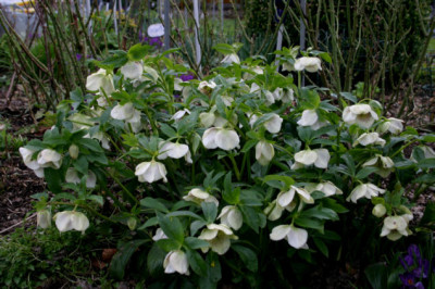 Heleborus2407a.jpg