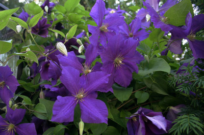 Cl._Jackmanni_0208a.jpg