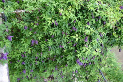 Cl.fauriei_campanulina_plena0609a.jpg