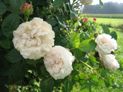 blanchefleur005.jpg