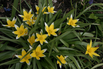 Tulpen0708b.jpg