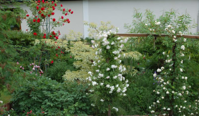 Junibild_0010__51252.jpg