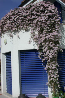 Clematis_Berg-Waldrebe_Rubens_0015__33297.jpg