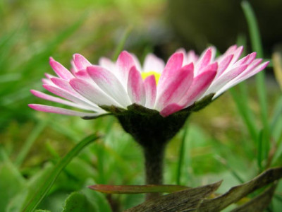 madeliefje2april04.jpg