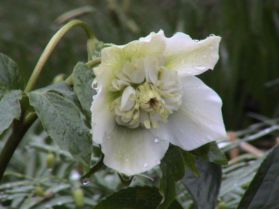 Helleborus_hg_wDSC00037.jpg
