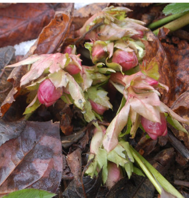 Helleborus_gefullt_0010__2599.jpg