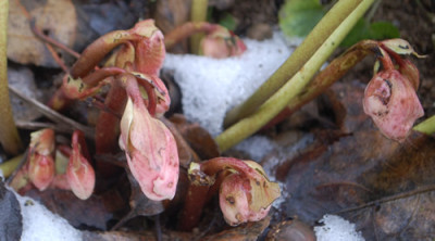 Helleborus_niger_0010__2602.jpg
