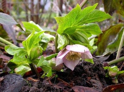 Helleborus_rosa_19.1.10.jpg