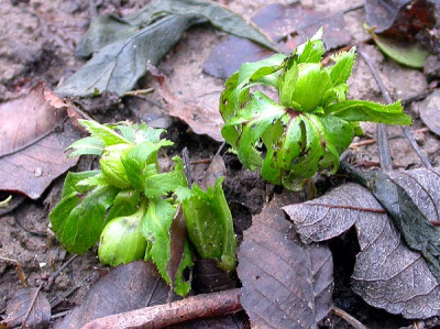 Helleborus_multifidus_19.1.10.jpg