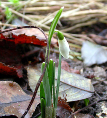 Erstes_Schneeglockchen_19.1.10.jpg