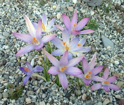 03180018_eCrocus_tommasinianus_Roseus.JPG