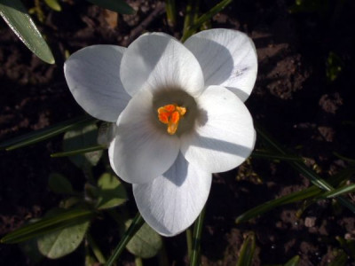 Croc._chrysanthus_White_Swan002.jpg