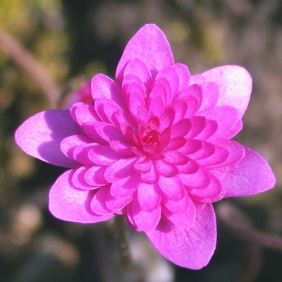 Hepatica_gefullt_unknown_1002.jpg