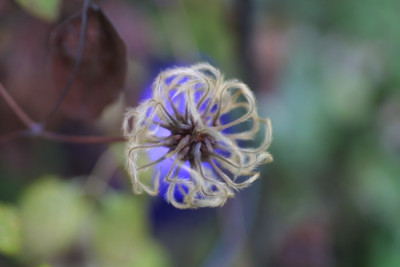 Cl._Ascotiensis.JPG