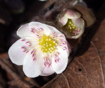 Hepatica_nobilis_Typ_Sanssouci_2002.jpg