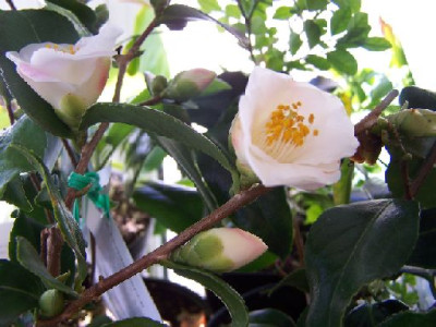 100_2560_Camellia_hybr._x_lutchuensis_Quintessence____500.jpg