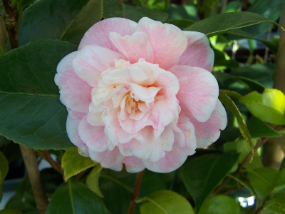 100_2561__C.jap._Madame_Cormerais_Bahuaud____800.jpg