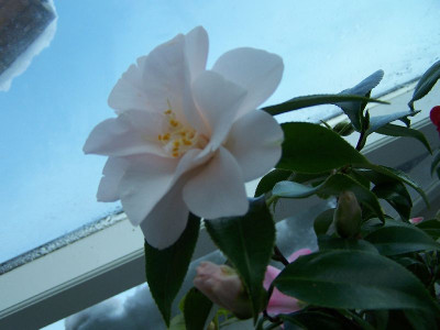 100_2569_Camellia_jap._Hagoromo____800.jpg