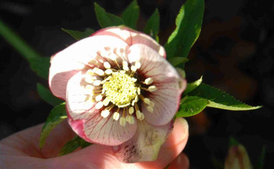B0846.aJPG_Medium.jpg