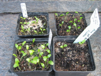 Helleborus_Minis_Jan_2010.jpg