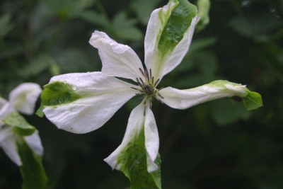 Cl.Alba_Lux..JPG
