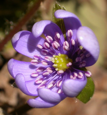 Hepatica_nobilis.jpg