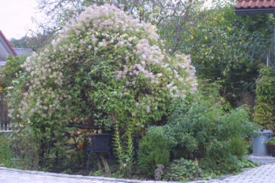 Pavillon.JPG