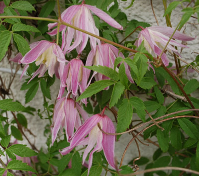 Waldrebe_Rosy_OGrady_0016___44399.jpg