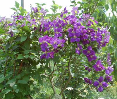 Clematis_jackmanii_0016_53670.jpg