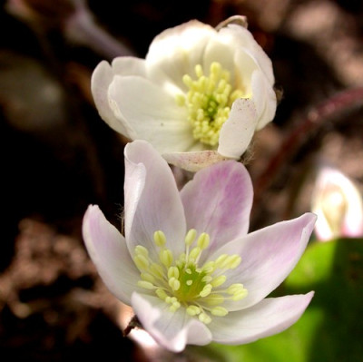 Hepatica_Rose.jpg