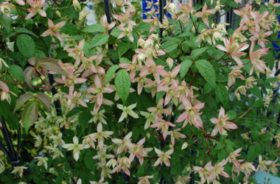 Clematis_montana_Marjorie_0016_46425.jpg