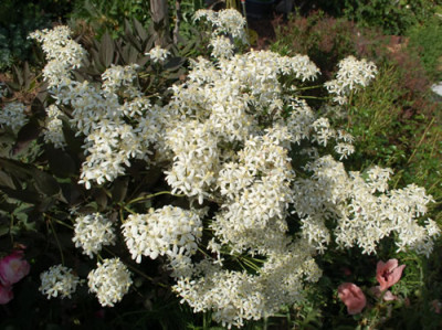 Clematis_recta_0016_50802.jpg