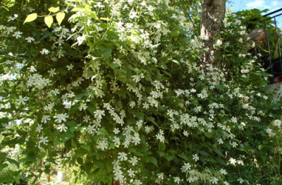Clematis_fargesioides_Paul_Farges_0016_51691.jpg