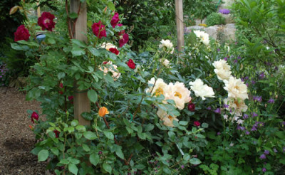 Sommerbild_0016_49476.jpg
