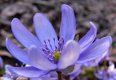 Hepatica_transsylvatica_Mirabelles_Schwiegermutter.jpg